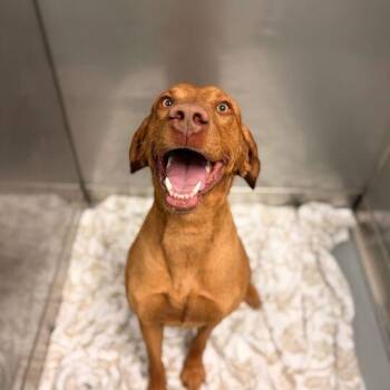 Mixed Breed Dogs Available for Adoption in Davenport, Iowa - Salammy | PetCurious