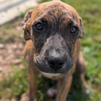 Toni Lama -  Pit Bull Terrier Dog for Adoption in Jasper, Indiana - Toni Lama | PetCurious