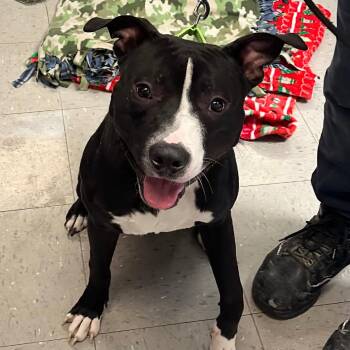 Pit Bull Terrier Dogs Available for Adoption - Picasso | PetCurious