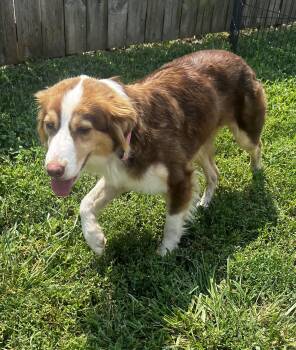 Liberty -  Australian Shepherd Dog for Adoption in Lexington, Kentucky - Liberty | PetCurious
