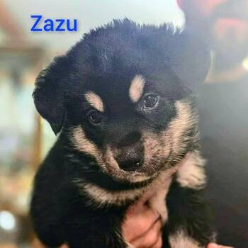 Husky Dogs Available for Adoption - Zazu (20260219-02) | PetCurious