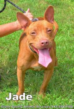 Rescue Pit Bull Terrier Dogs for Adoption in Brunswick, Georgia - JADE | PetCurious