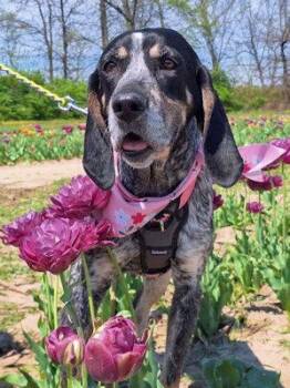Bluetick Coonhound Dogs Available for Adoption - Genna (MO) | PetCurious