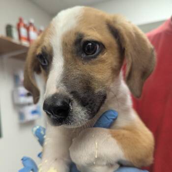 Dilbert -  Beagle and Mixed Breed Dog for Adoption in Parrish, Alabama - Dilbert | PetCurious