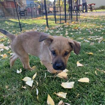 Benny -  German Shepherd Dog Dog for Adoption in Selah, Washington - Benny | PetCurious