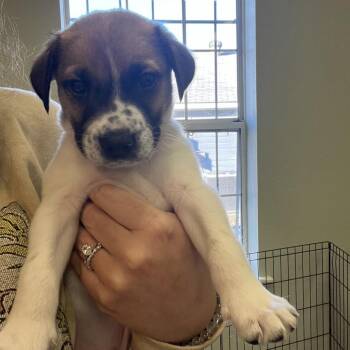 Badger -  Shepherd and Mixed Breed Dog for Adoption in Fayetteville, Arkansas - Badger | PetCurious