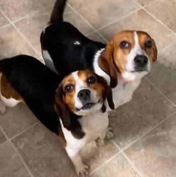 Max & Ruby -  Beagle Dog for Adoption in Marseilles, Illinois - Max & Ruby | PetCurious