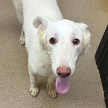 Islarose -  Husky and Mixed Breed Dog for Adoption in Corpus Christi, Texas - Islarose | PetCurious
