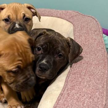 Ned -  Boxer and Mixed Breed Dog for Adoption in Ferndale, Michigan - Ned | PetCurious