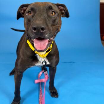 Max -  Chocolate Labrador Retriever and Mixed Breed Dog for Adoption in West Palm Beach, Florida - Max | PetCurious