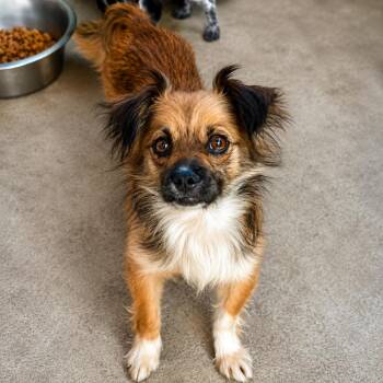 Maxine -  Spaniel and Chihuahua Dog for Adoption in Sonoma, California - Maxine | PetCurious