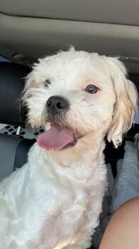 Catfish -  Shih Tzu and Mixed Breed Dog for Adoption in San Diego, California - Catfish | PetCurious
