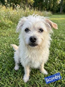 Scooby -  Chihuahua Dog for Adoption in Wheelersburg, Ohio - Scooby | PetCurious