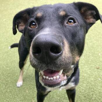Maverick -  Mixed Breed Dog for Adoption in Providence, Rhode Island - Maverick | PetCurious