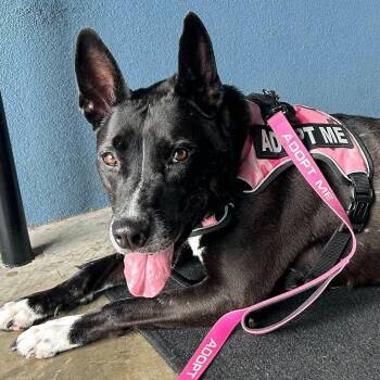 Rescue Australian Kelpie and Mixed Breed Dogs for Adoption in Brunswick, Georgia - RAVEN | PetCurious