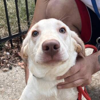 Pluto -  Labrador Retriever and Mixed Breed Dog for Adoption in Clarksville, Arkansas - Pluto | PetCurious