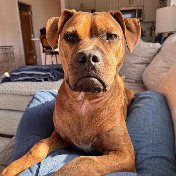 Tobias -  Boxer Dog for Adoption in Olive Branch, Mississippi - Tobias | PetCurious