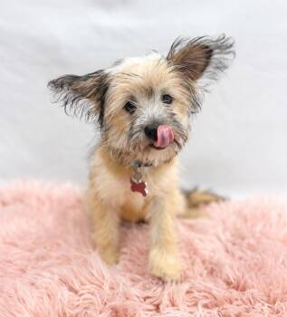 Chuckles -  Cairn Terrier Dog for Adoption in Palo Alto, California - Chuckles | PetCurious