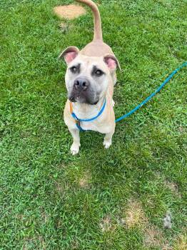 Athena -  American Staffordshire Terrier Dog for Adoption in Front Royal, Virginia - Athena | PetCurious