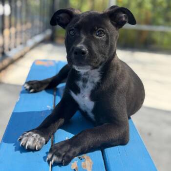 Grogu -  Pit Bull Terrier and Mixed Breed Dog for Adoption in Riverside, California - Grogu | PetCurious