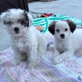 Pearl and Lily (bonded pair) -  Maltese and Jack Russell Terrier Dog for Adoption in Los Angeles, California - Pearl And Lily (bonded Pair) | PetCurious
