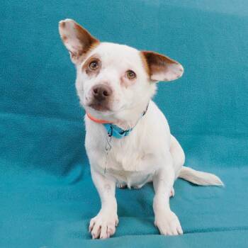 Chihuahua Dogs Available for Adoption - KETO | PetCurious