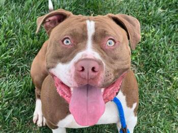 Pit Bull Terrier and Mixed Breed Dogs Available for Adoption - KILO | PetCurious
