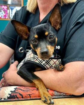 Miniature Pinscher and Rat Terrier Dogs Available for Adoption in Novato, California - Pretzel | PetCurious