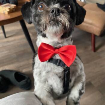 Shih Tzu and Pug Dogs Available for Adoption in Vaughan, Ontario - Pepsi | PetCurious