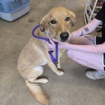 DRAKE -  Mixed Breed Dog for Adoption in Fernandina Beach, Florida - DRAKE | PetCurious