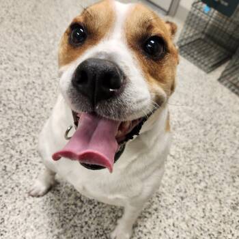Jack Russell Terrier Dogs Available for Adoption in Liberty, Missouri - Rocket | PetCurious