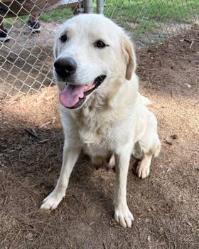 Classy -  Labrador Retriever and Great Pyrenees Dog Available for Adoption in Little Rock, Arkansas - Classy | PetCurious