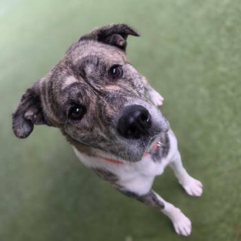 ZOLTAN -  Mixed Breed Dog for Adoption in Greensboro, North Carolina - ZOLTAN | PetCurious