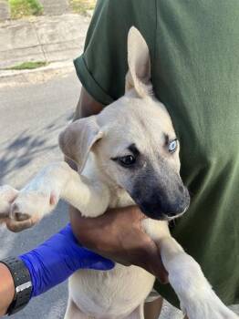NELLI -  Mixed Breed Dog for Adoption in Dallas, Texas - NELLI | PetCurious