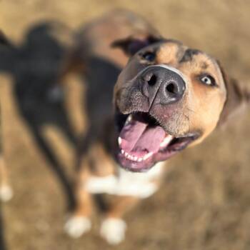 Adonis -  Pit Bull Terrier Dog for Adoption in Marshalltown, Iowa - Adonis | PetCurious