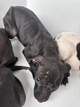 A661269 -  Pit Bull Terrier and Mixed Breed Dog for Adoption in Houston, Texas - A661269 | PetCurious