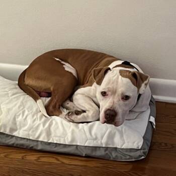 Rescue Mixed Breed Dogs for Adoption in Savannah, Georgia - Maverick | PetCurious