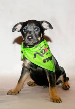 Rescue Miniature Pinscher Dogs for Adoption in Spokane, Washington - AC/DC | PetCurious
