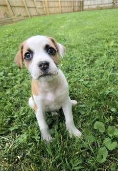 Mixed Breed Dogs Available for Adoption in Milton, Delaware - Larceny | PetCurious