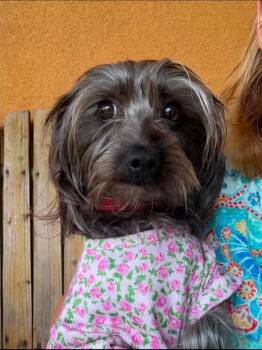 Honey -  Yorkshire Terrier Dog Available for Adoption in Garden Valley, Idaho - Honey | PetCurious