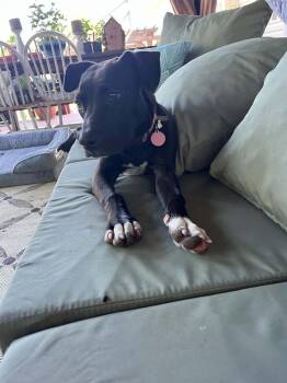 Penny -  Mixed Breed Dog for Adoption - Penny | PetCurious