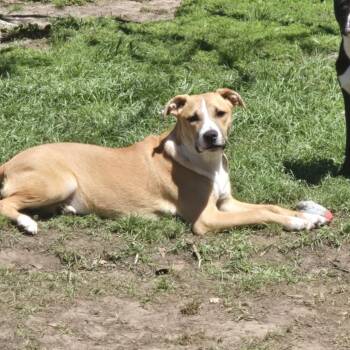Rescue Labrador Retriever and American Staffordshire Terrier Dogs for Adoption in Spring, Texas - Frank | PetCurious