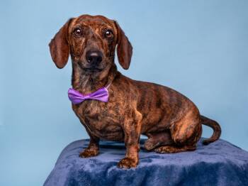 Kielbasa -  Dachshund Dog for Adoption in Palo Alto, California - Kielbasa | PetCurious
