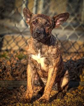 Rescue Mixed Breed Dogs for Adoption in Pennington, New Jersey - Lulu | PetCurious