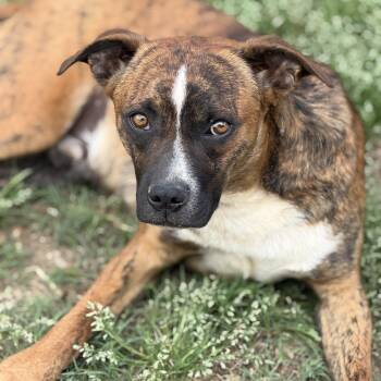 Boxer Dogs Available for Adoption - Odin | PetCurious