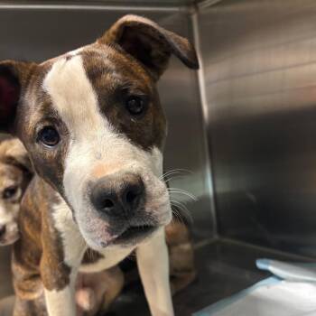 Freddy -  Mixed Breed Dog for Adoption in Pauls Valley, Oklahoma - Freddy | PetCurious