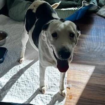 Border Collie and Mixed Breed Dogs Available for Adoption in Grinnell, Iowa - Ruby | PetCurious