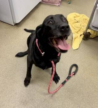 Labrador Retriever and Mixed Breed Dogs Available for Adoption - Zelda | PetCurious