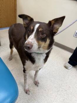 Keylow -  Australian Cattle Dog Blue Heeler and Border Collie Dog for Adoption in Sioux City, Iowa - Keylow | PetCurious