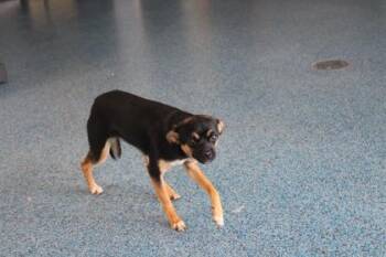 Minnie -  Mixed Breed Dog for Adoption in Kenansville, North Carolina - Minnie | PetCurious
